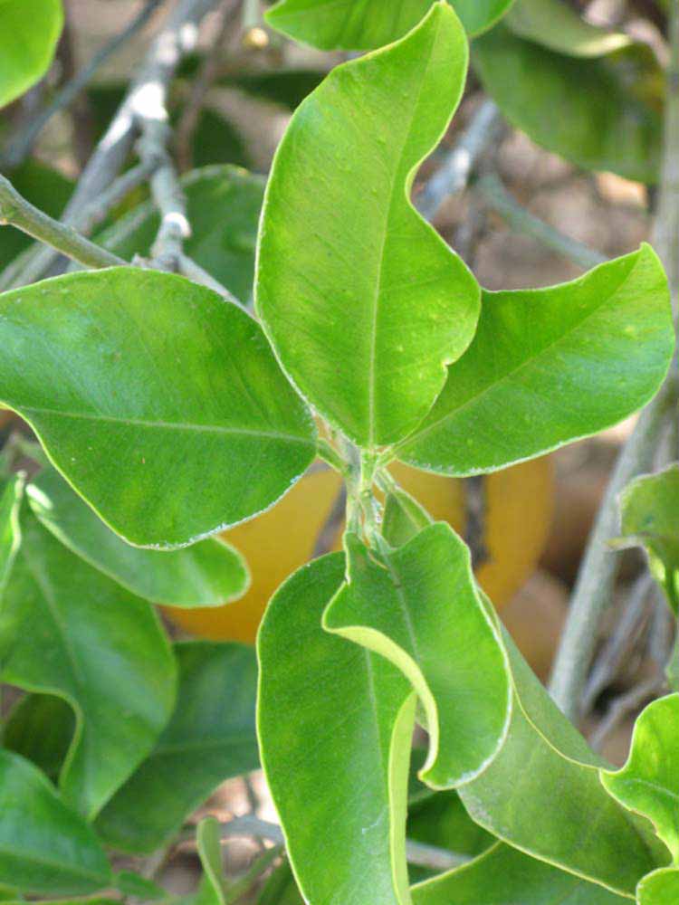              Sun leaves (Riverside, CA)       